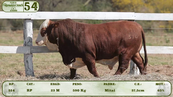 Lote LOTE 54