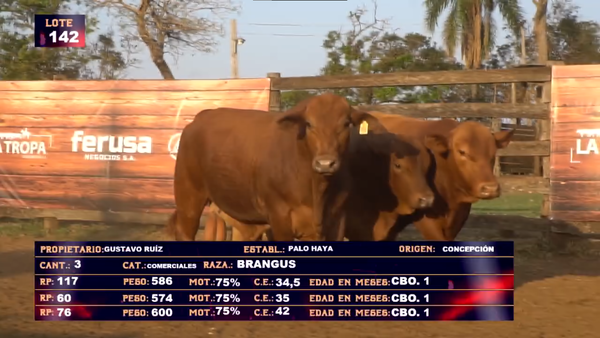 Lote GUSTAVO RUIZ - LOTE 142