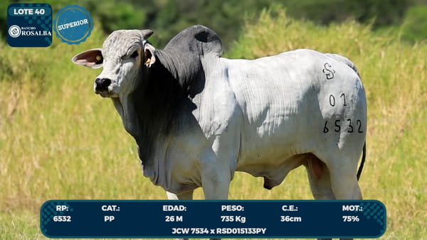 Lote LOTE 40