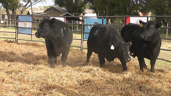 Lote TOROS ANGUS NEGROS PC