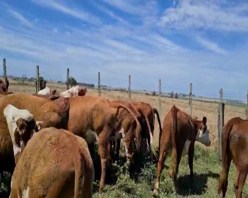 Lote 34 Vaquillonas 1 a 2 años en Colonia