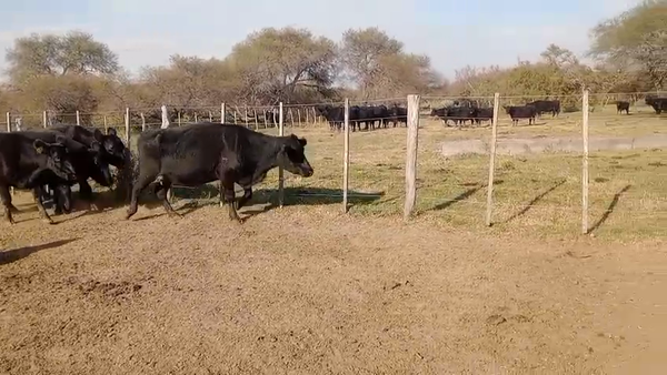 Lote 40 Vacas de invernar en Entre Ríos, Federal