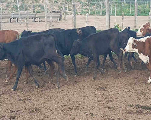 Lote 75 Terneros/as en Weisburd, Santiago del Estero