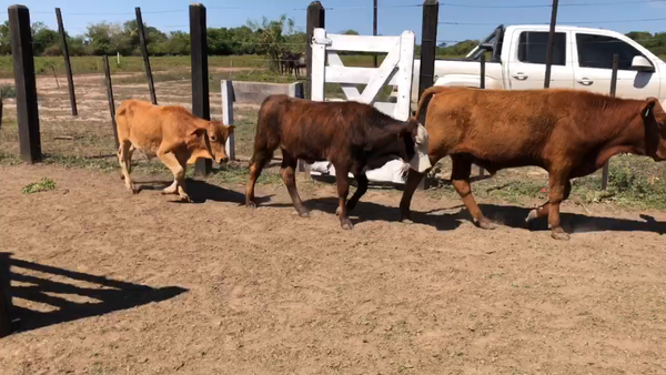 Lote 110 Terneros en Misión San Fco., Formosa