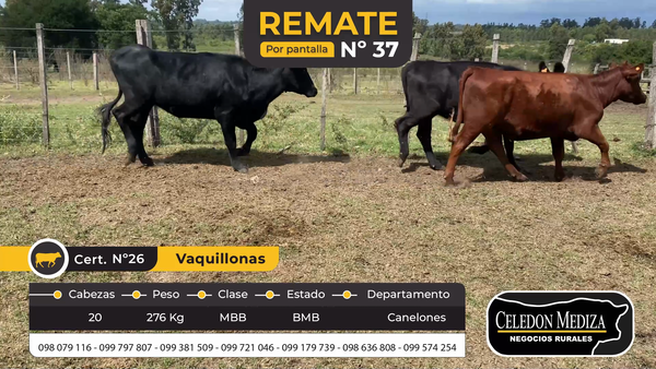 Lote 20 Novillos en Canelones