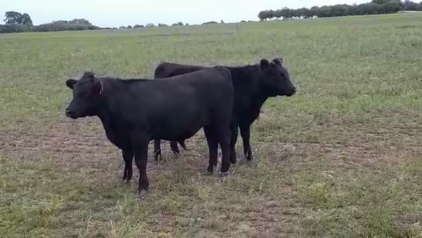 Lote (Vendido)2 Terneros 340kg -  en JUAN GONZALEZ