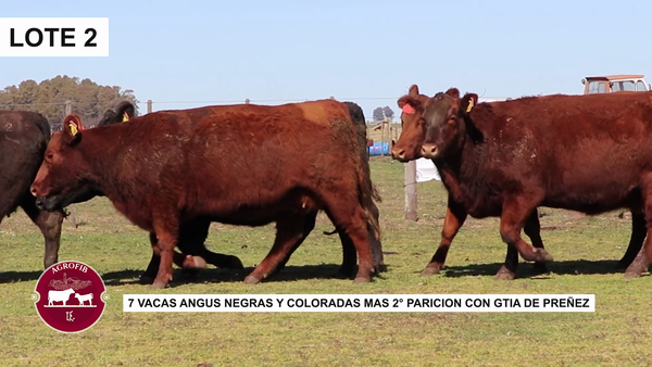Lote VACAS PREÑADAS