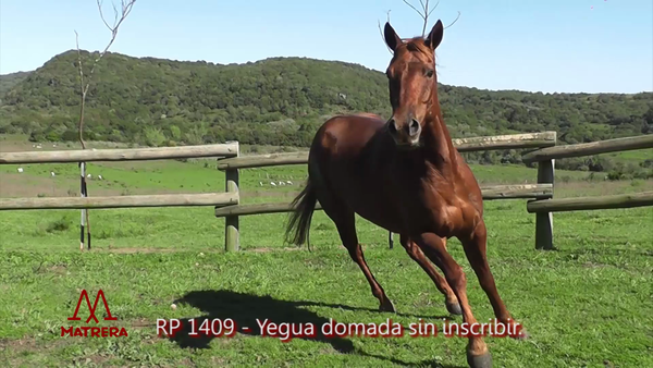 Lote YEGUA DOMADA 1409