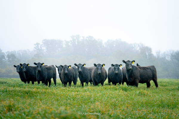 Lote VAQUILLONAS ANGUS NEGRAS  PC C/GTÍA DE PREÑEZ
