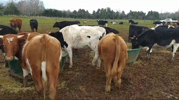 Lote 50 Novillo Engorda en Mariquina, XIV Región Los Ríos