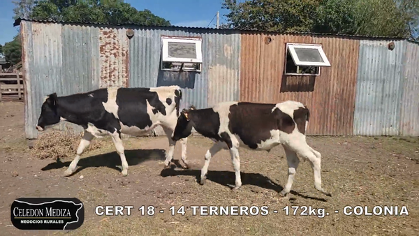 Lote 14 Terneros en Colonia