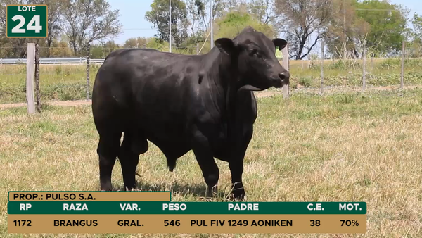 Lote TOROS LOTE 24