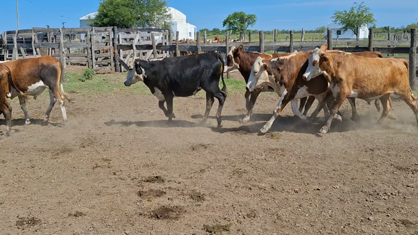 Lote 65 Novillitos