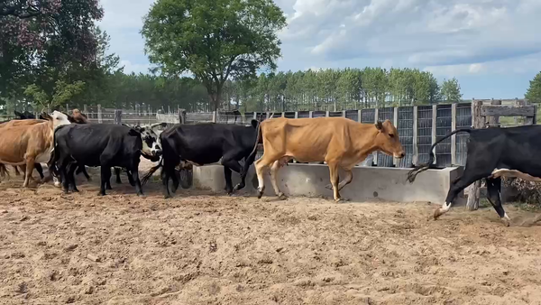 Lote 45 Vacas de invernar en Esquina, Corrientes