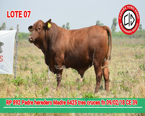 Lote CABAÑA "TORO PASO" 892