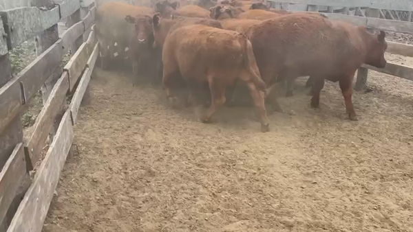 Lote 60 Novillo Consumo