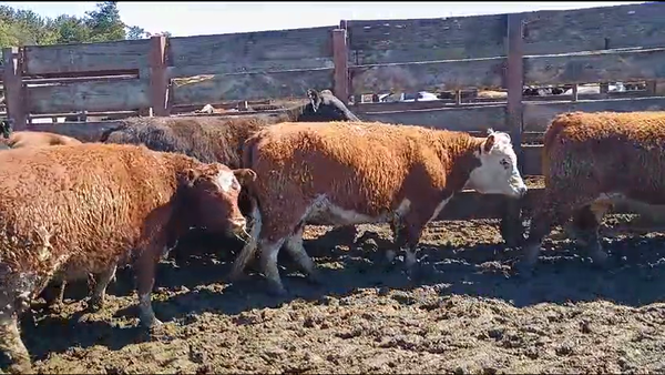 Lote 40 Vaquilla Gorda en Los Ángeles, VIII Región Biobío