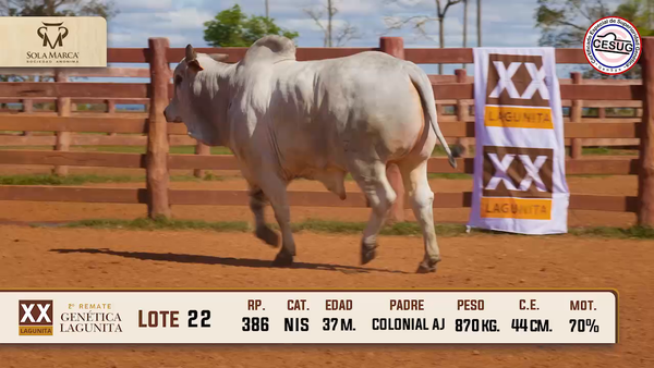 Lote Lote 22