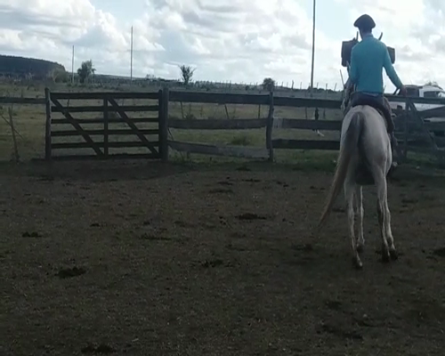 Lote Caballos ANGLO ARABE en SANCHEZ GRANDE