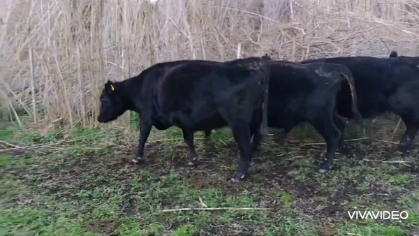 Lote 14 Vacas usadas preñadas en Brandsen, Buenos Aires