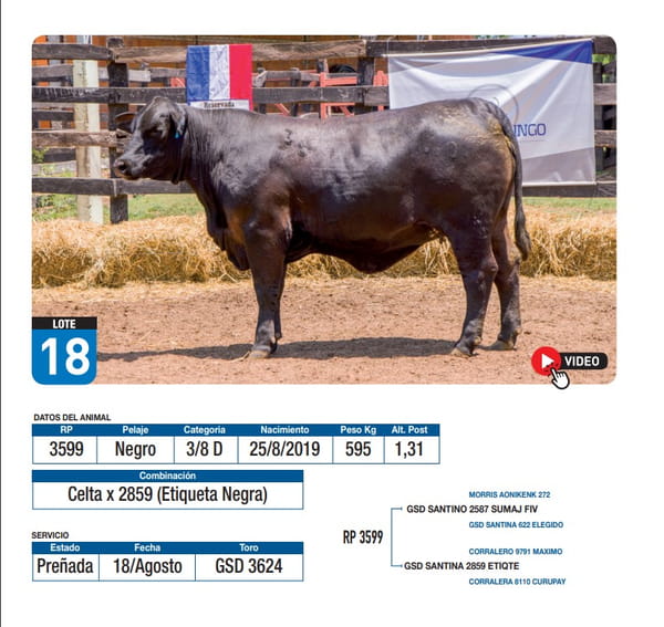 Lote Celta x 2859 (Etiqueta Negra)