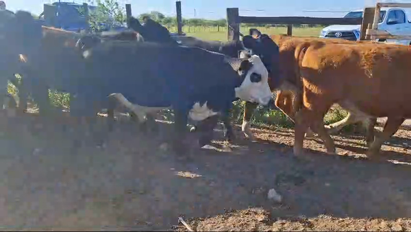 Lote 25 Terneros CRUZAS CARNICERAS 210kg -  en BALTASAR BRUM