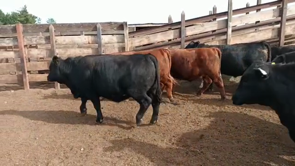 Lote 20 Novillo Gordo en Los Ángeles, VIII Región Biobío