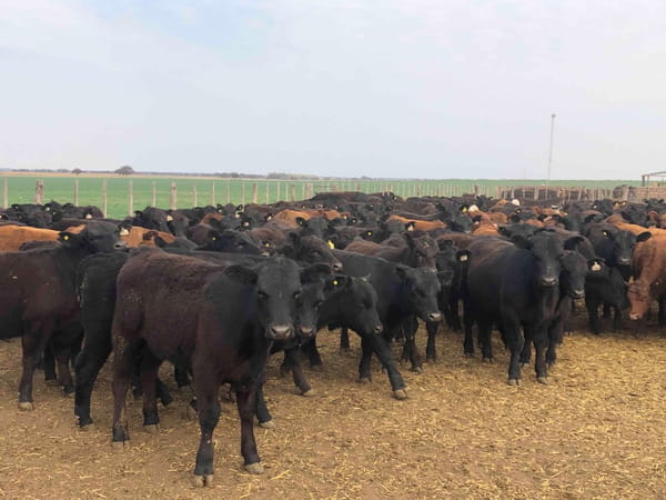 Lote 65 Terneros en Santa Rosa, La Pampa
