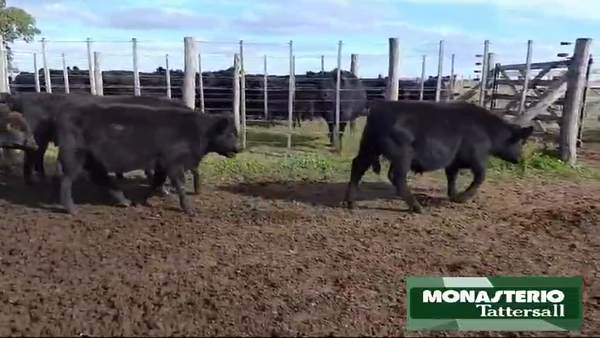 Lote 60 Terneros/as EN RAUCH