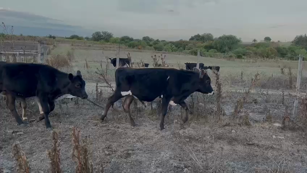 Lote TERNEROS Y TERNERAS