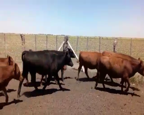 Lote 14 Terneras en Pehuajó, Buenos Aires