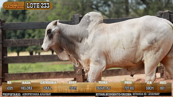 Lote LOTE 233 - VIVO