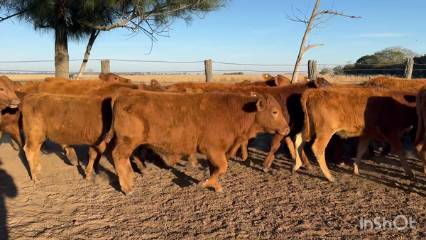Lote 50 Terneros en Corrientes, Nueve de Julio