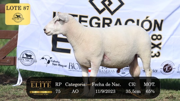 Lote LOTE 87