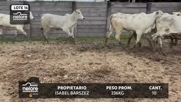 Lote LOTE 16