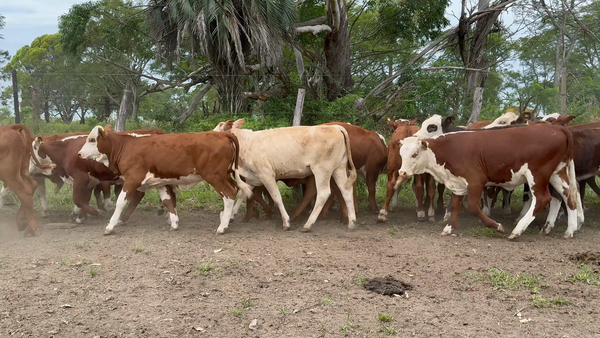 Lote 130 Terneros/as