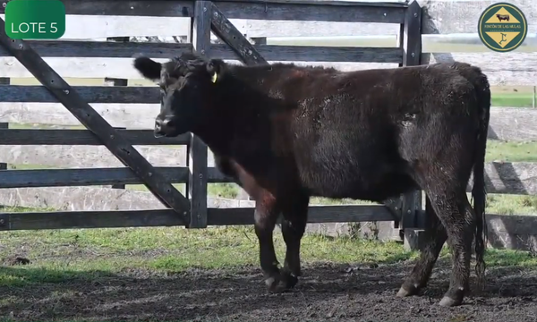 Lote Vaquillonas Pedigree y S.A.