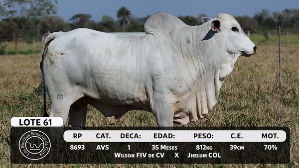 Lote LOTE 61