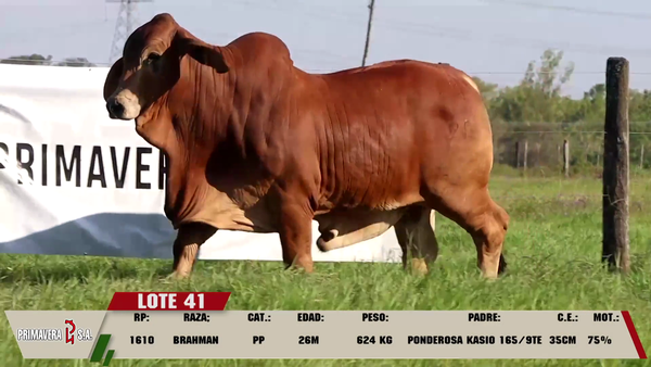 Lote LOTE 41