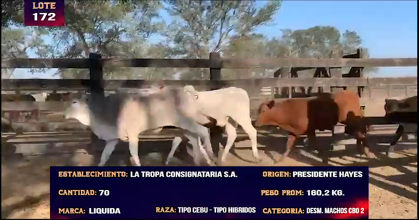 Lote LOTE 172 -  70 DESMAMANTES MACHOS CBO 2