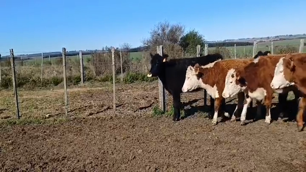Lote (Vendido)7 Terneras CRUZAS LIMOUSIN 212kg -  en PIEDRA CHATA