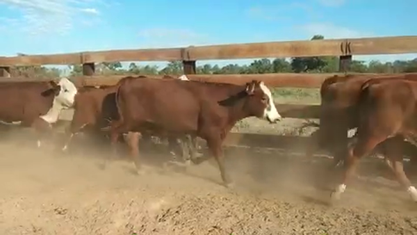 Lote 45 Novillos en Villa R. Bermejito, Chaco