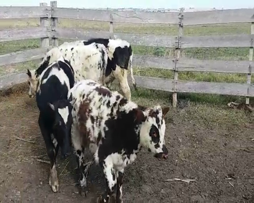 Lote (Vendido)5 Terneros 3NO - 2HO 200kg -  en COLONIA AMERICA