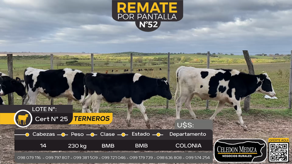 Lote 14 Terneros en Carmelo, Colonia