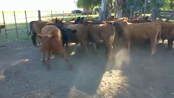 Lote 23 Terneros en Bolívar, Buenos Aires