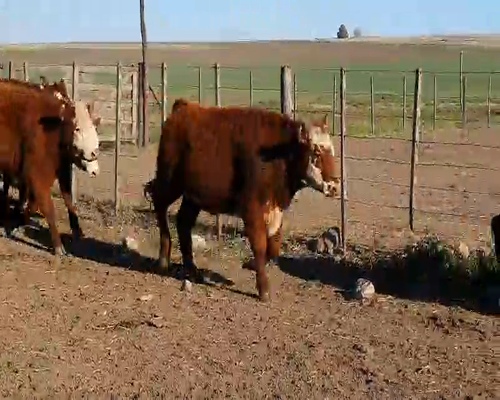 Lote 55 Novillitos en Tandil, Buenos Aires