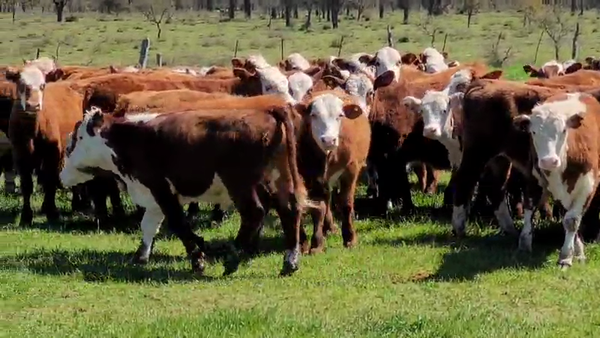 Lote 120 Terneros en Villaguay, Entre Ríos