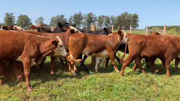 Lote 35 Vaquillonas P/ entorar en Virasoro, Corrientes
