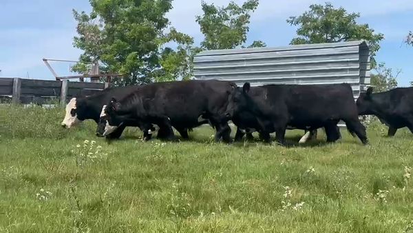 Lote VACAS/NOVILLOS