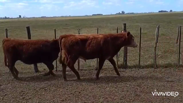 Lote 52 Terneros en Chascomús, Buenos Aires